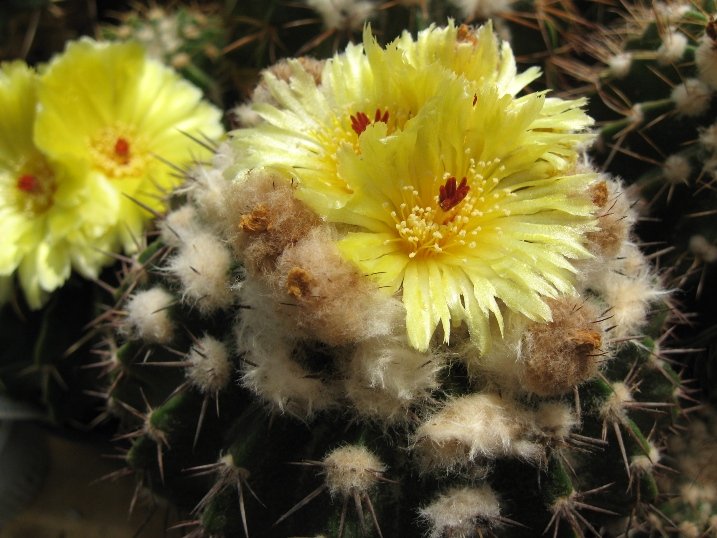 Wigginsia erinacea DV98